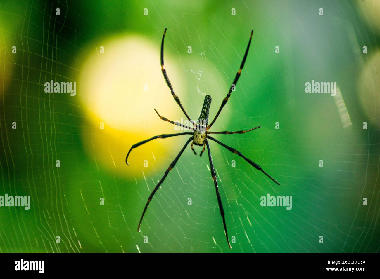 Belle photographie macro d'insectes avec une mise au point nette Banque D'Images
