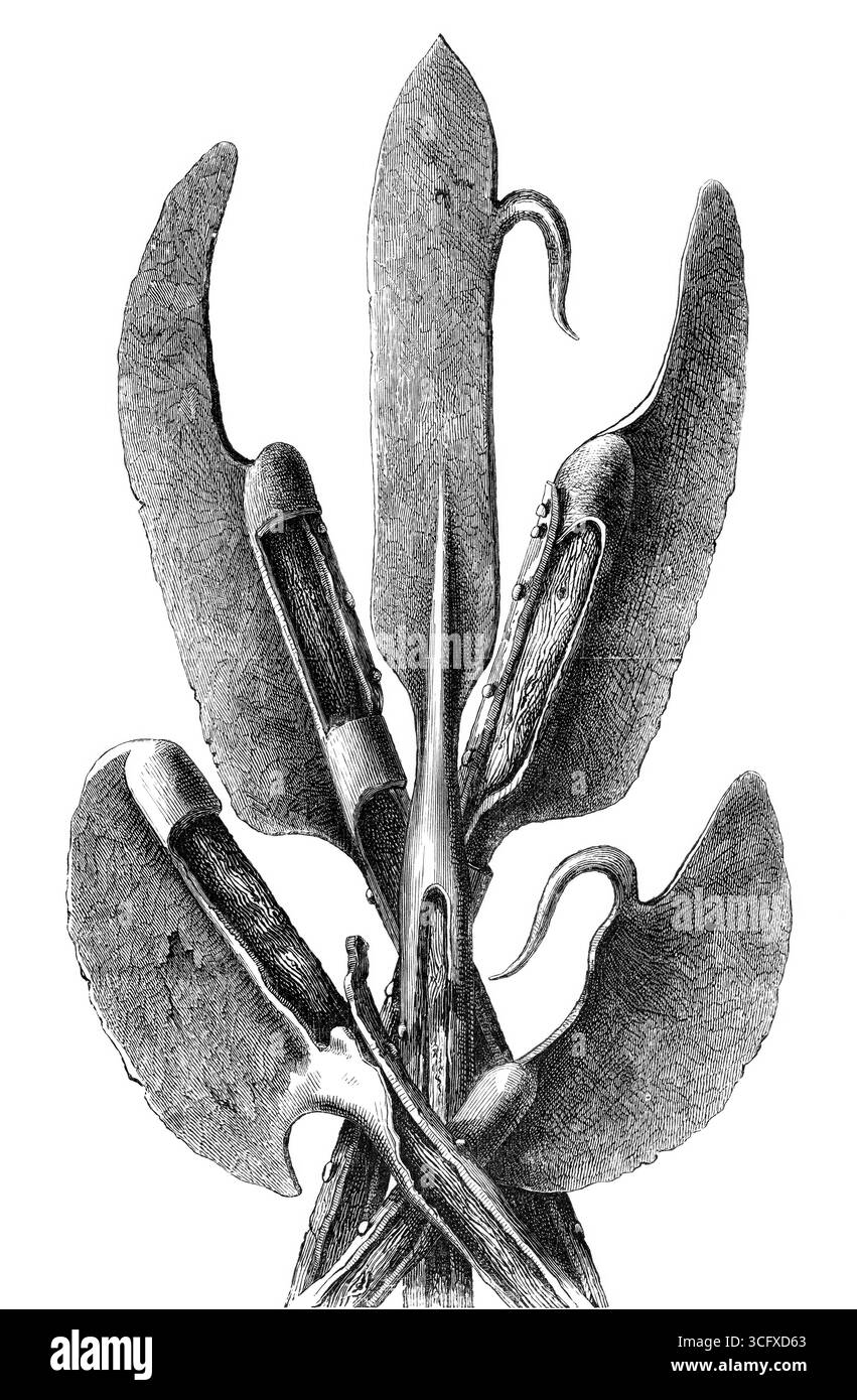 Diverses formes de la hache de Lochaber au début du XVIe siècle, une variante écossaise commune de la hache de bataille, tirée du livre The British Army, 1868, Historical, Digitally Restore reproduction from a XIXe siècle original, Record date not said Banque D'Images