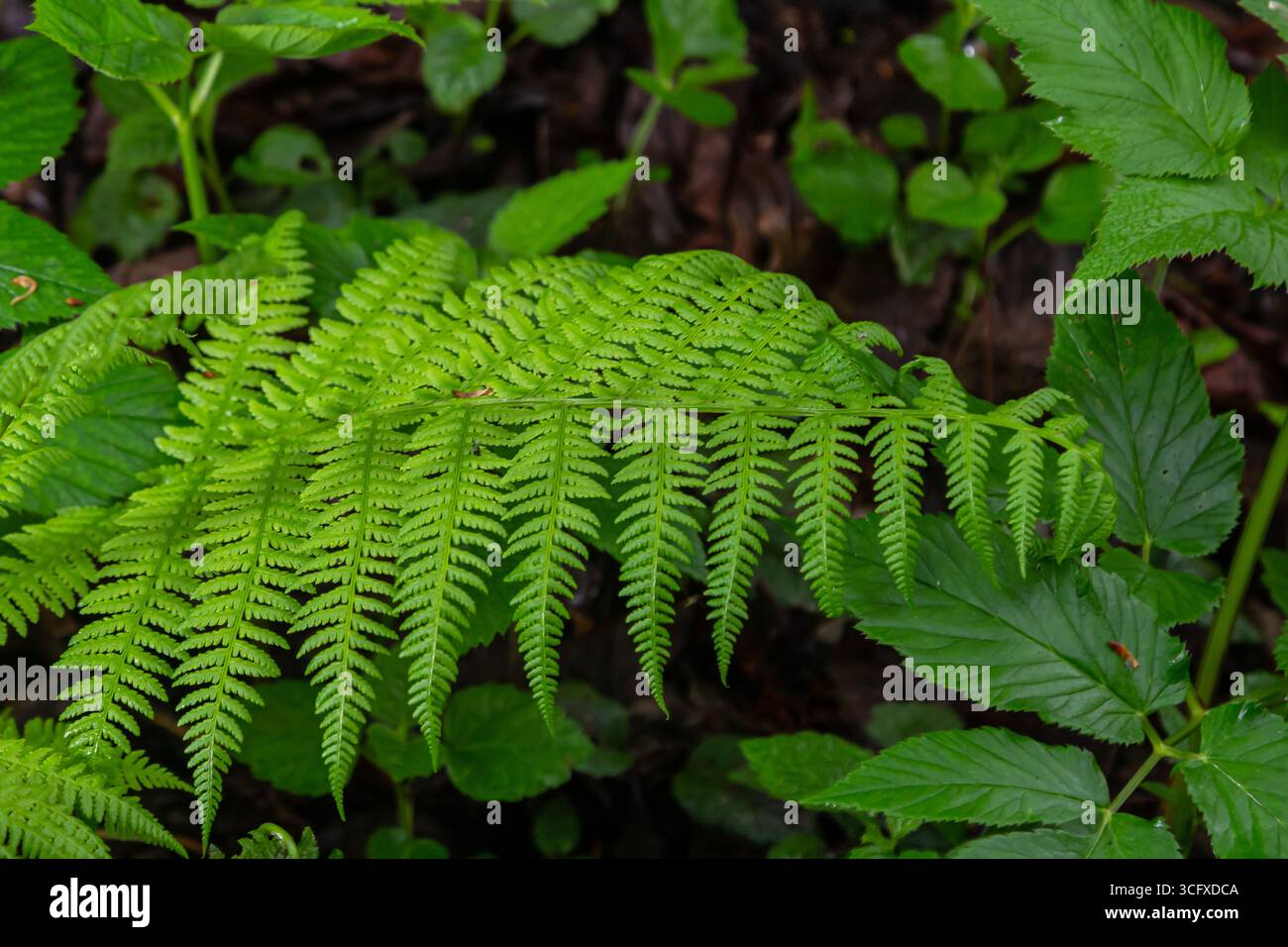 Dryopteris dilatata, ou large fougère-boulier, est une fougère robuste aux frondes vert foncé finement divisées. Il prospère dans l'ombre et le sol humide, ajoutant te luxuriant Banque D'Images