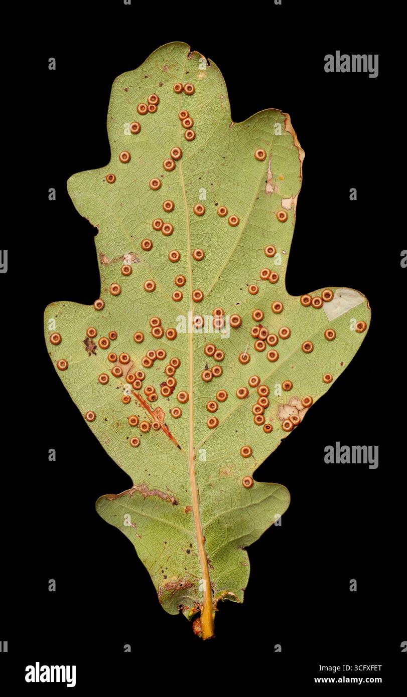 Neuroterus numismalis est une guêpe biliaire qui forme des Galles foliaires induites chimiquement sur les chênes. Banque D'Images
