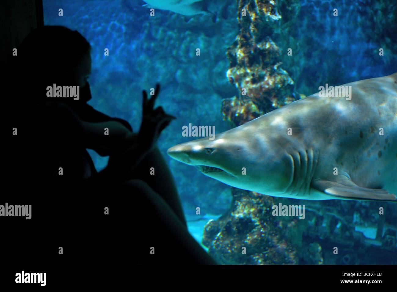 Silhouette d'une femme avec un masque regardant un requin dans le grand réservoir de requin et donnant des signes de doigt Banque D'Images