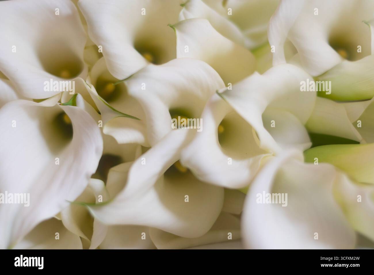 Elégants lys calla blancs dans la mise au point douce - composition florale délicate et romantique Banque D'Images
