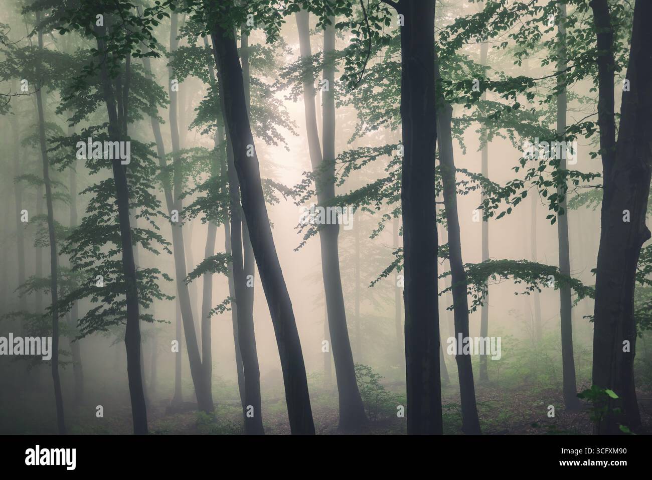 Grand arbre vert et brouillard dans la forêt verte brumeuse Banque D'Images
