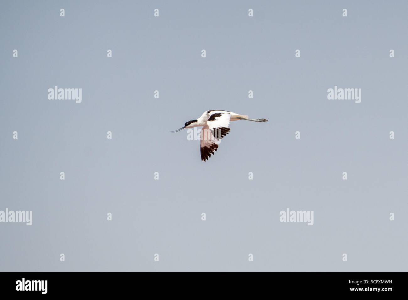 Pied Avocets nourrissant dans les Salt Flats de Monastir, Tunisie Banque D'Images