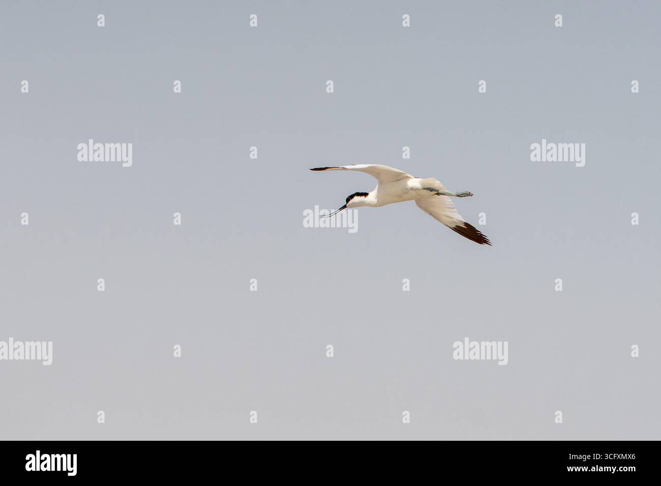 Pied Avocets nourrissant dans les Salt Flats de Monastir, Tunisie Banque D'Images