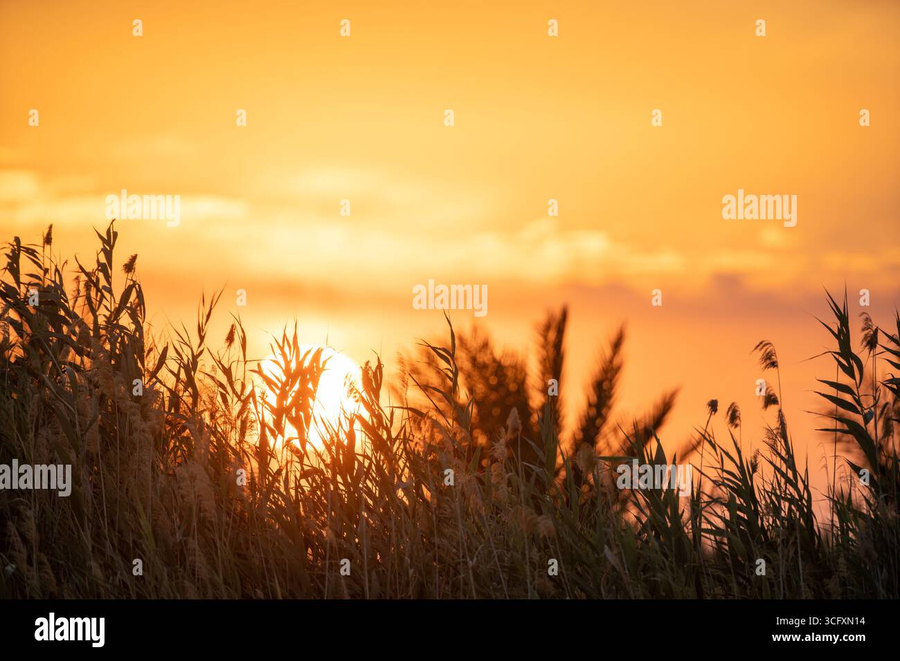 Coucher de soleil sur la palmeraie Banque D'Images