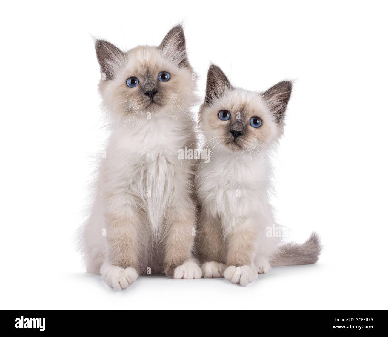 Joli duo de chatons chat Sacred Birman, assis près les uns des autres. Regarder la caméra avec des yeux spécifiques à la race. Isolé sur fond blanc. Banque D'Images