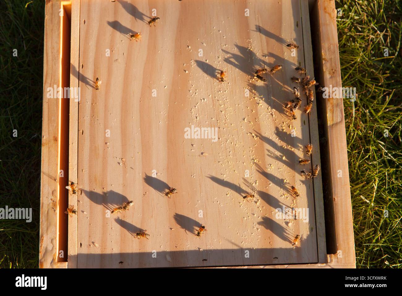 Abeilles sur la ruche Banque D'Images