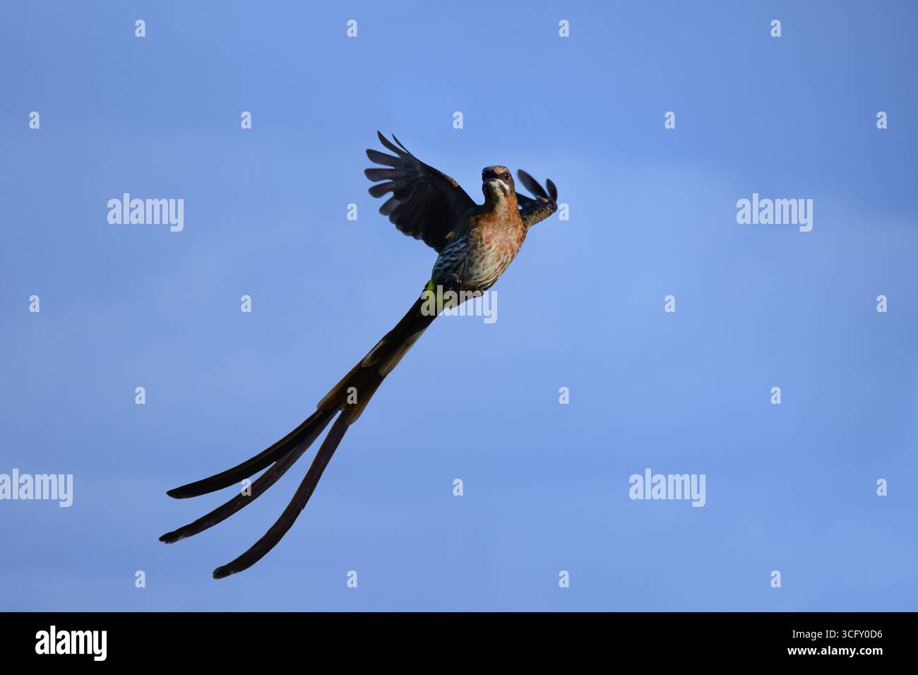 Cape Sugarbird (Promerops cafer) en vol. Cap occidental, Afrique du Sud Banque D'Images