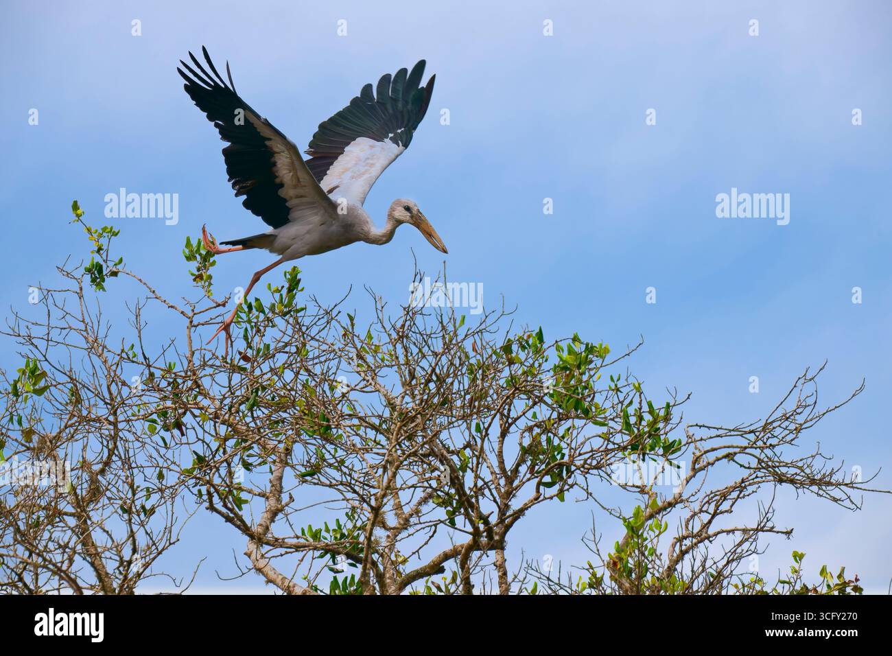 Bec ouvert asiatique ou cigogne à bec ouvert asiatique (Anastomus oscitans) en vol, Sri lanka Banque D'Images