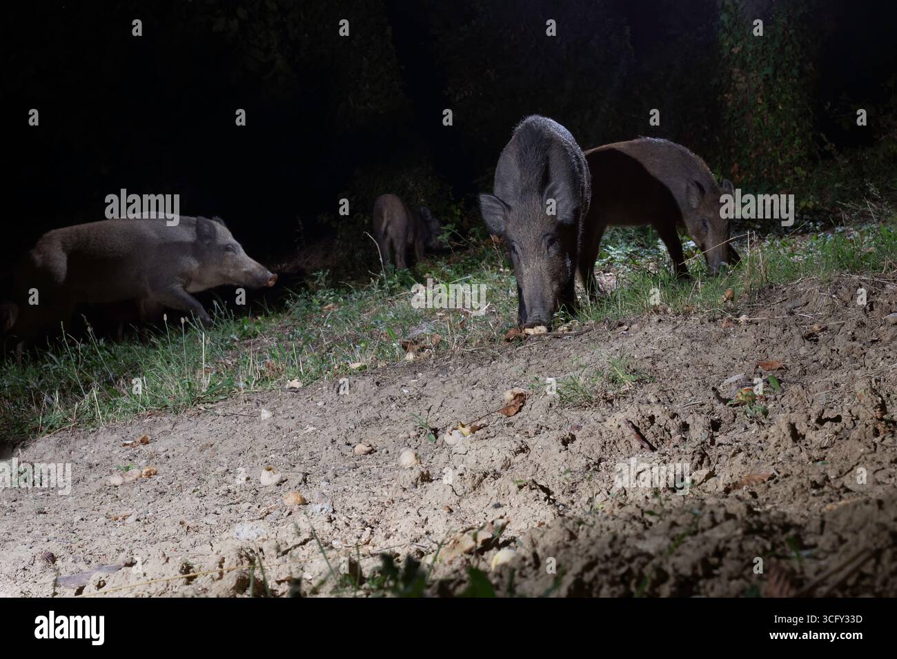 Sangliers se nourrissant la nuit dans la forêt Banque D'Images