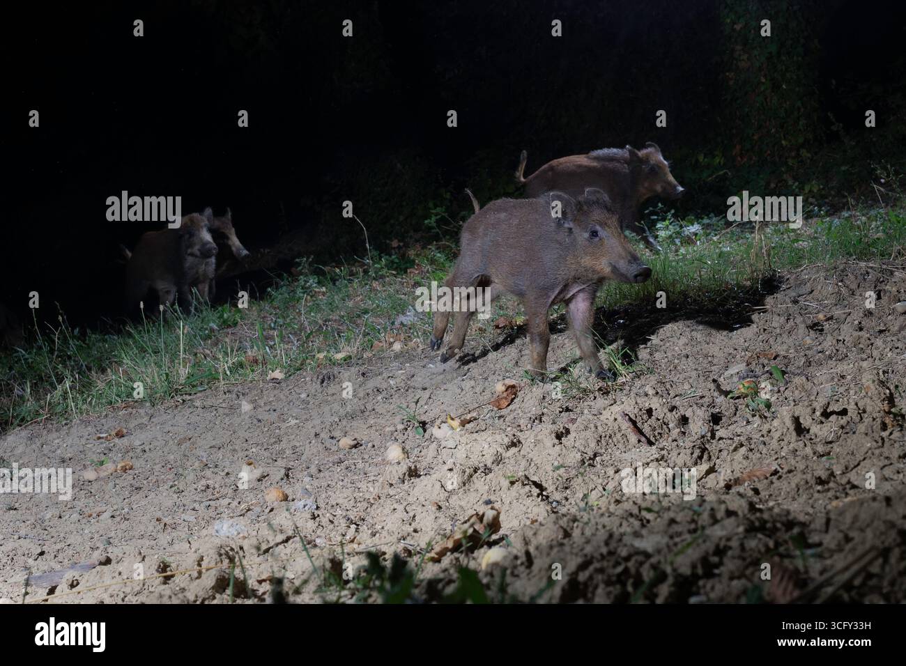 Sangliers se nourrissant la nuit dans la forêt Banque D'Images