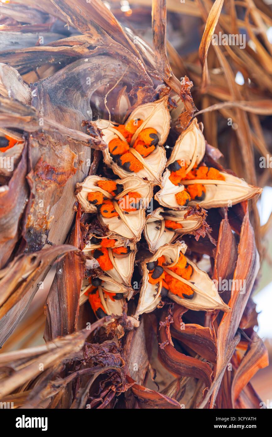 Les graines du palmier sagou sont de couleur orange avec un noyau noir, après floraison sur l'arbre. Banque D'Images