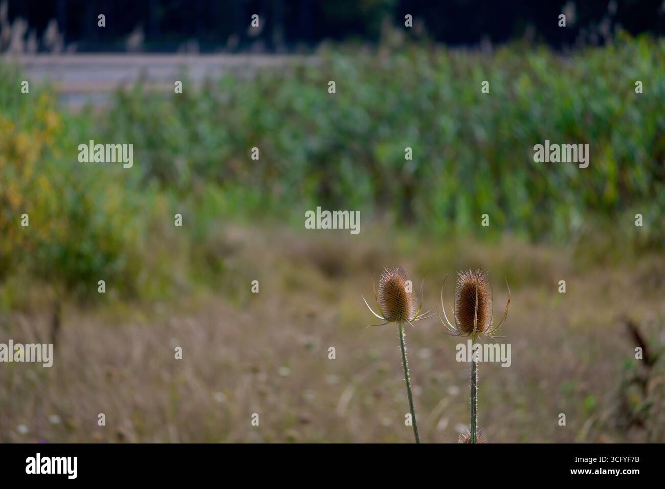 Gros plan du chevalet sauvage (Dipsacus fullonum, Wilde Karde) montrant la tête florale épaisse distinctive Banque D'Images
