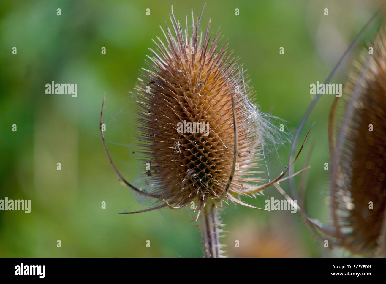 Gros plan du chevalet sauvage (Dipsacus fullonum, Wilde Karde) montrant la tête florale épaisse distinctive Banque D'Images