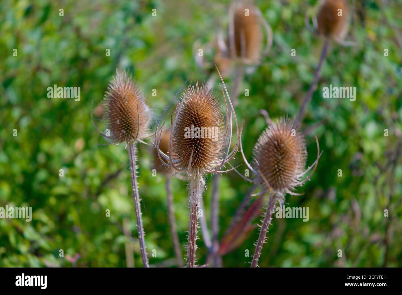 Gros plan du chevalet sauvage (Dipsacus fullonum, Wilde Karde) montrant la tête florale épaisse distinctive Banque D'Images