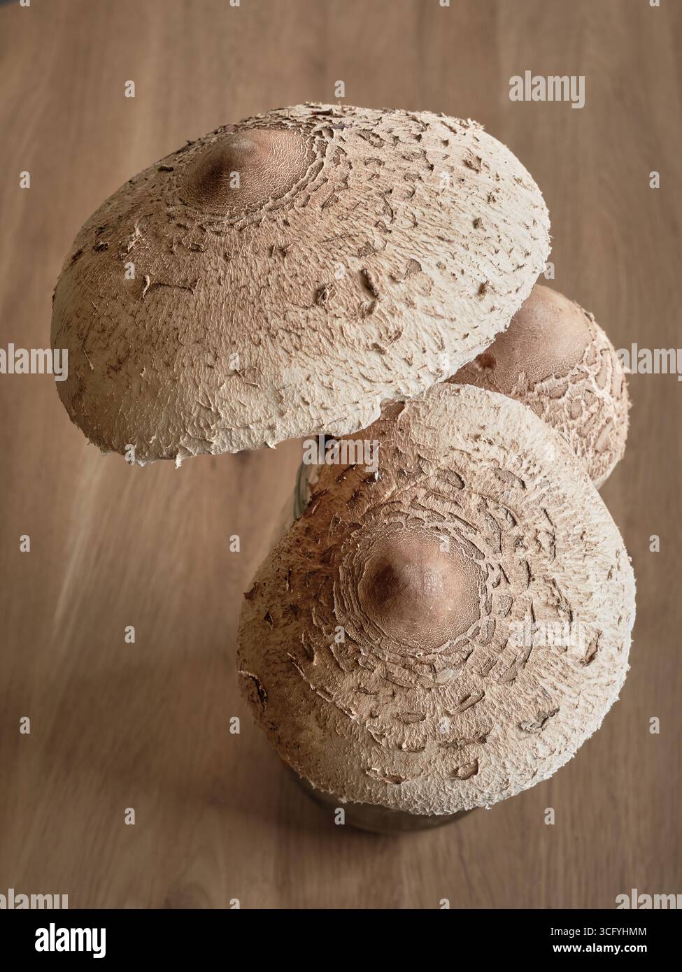 Gros plan de champignons parasol comestibles avec des chapeaux texturés sur une surface en bois rustique, champignons sauvages frais comme ingrédient naturel pour une cuisine saine. Banque D'Images