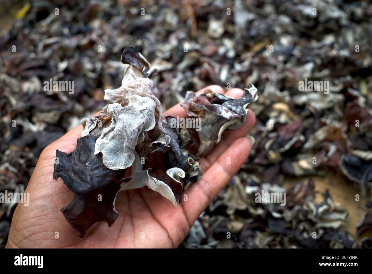 Une main avec des champignons d'oreille de bois séchés (Auricularia auricular), champignon de gelée noire. Banque D'Images