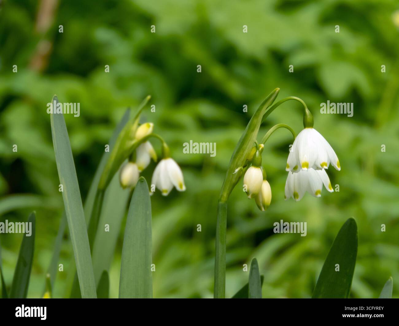 Gros plan de délicates fleurs blanches en forme de goutte de neige. Suspendues, des fleurs en forme de cloches comme de minuscules cloches évoquant un sentiment de pureté et de tranquillité au début du printemps. Idéal Banque D'Images