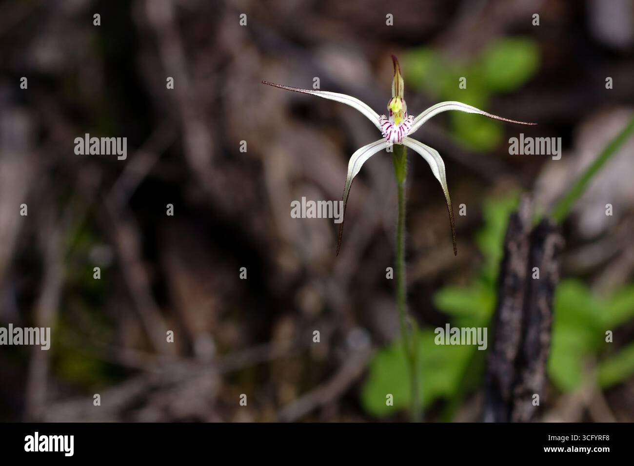 Orchidée d'araignée de calcaire en fleurs (Caladenia bicalliata), sud-ouest de l'Australie occidentale Banque D'Images