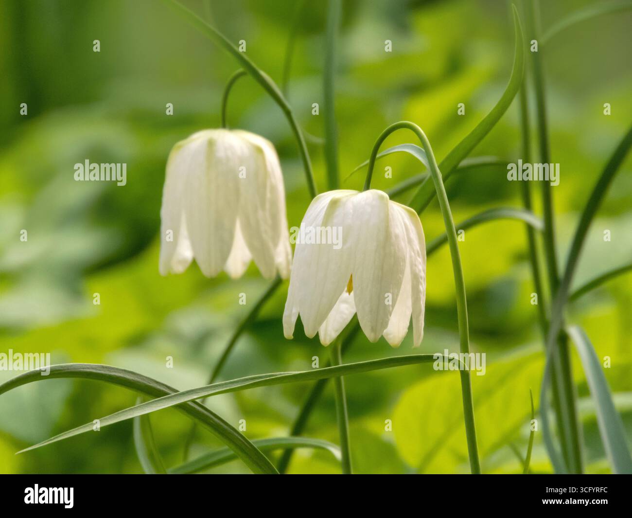 Beau couple de fleurs fritillaires suspendues blanches. Fritillaria meleagris alba dans la forêt printanière. Banque D'Images