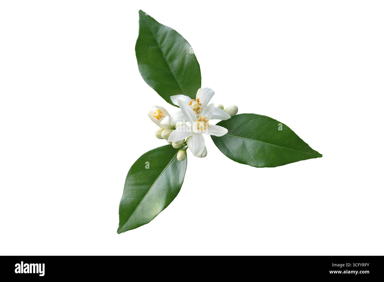 Fleurs d'oranger parfumées avec des bourgeons et des feuilles vertes isolées sur fond blanc. Fleurs d'agrumes aromatiques symbolisant la fraîcheur et le printemps. Néroli blo Banque D'Images