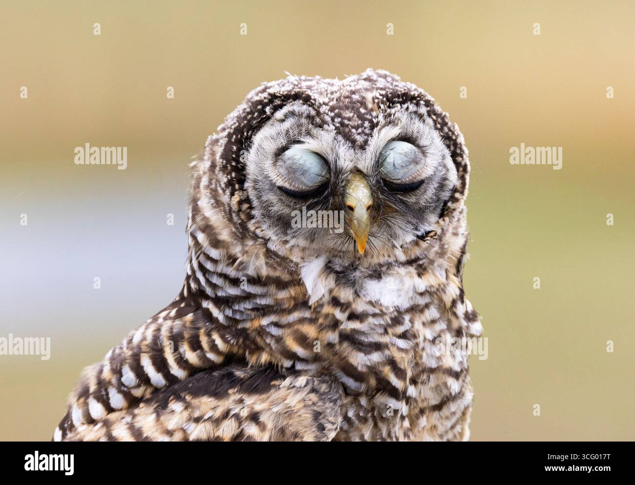 Les paupières d'un Chaco Owl montrent clairement la peau bleu-gris comme il clignote pendant un affichage volant. Ces petits hiboux sont peu compris Banque D'Images