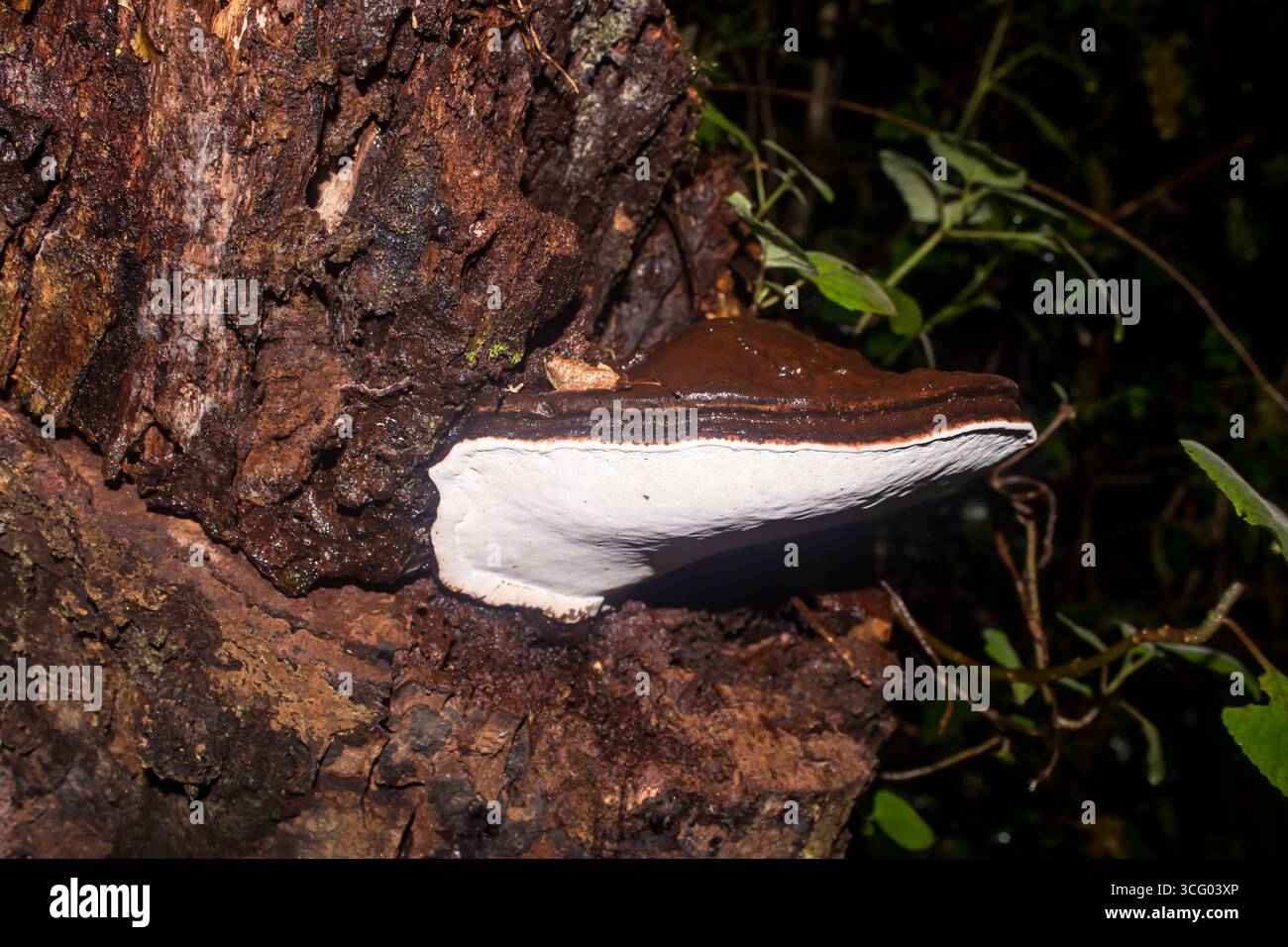 Un grand Ganoderma Applanatum boisé, communément connu sous le nom d'artiste Conk, poussant sur un arbre mort dans les forêts sombres de Magoebaskloof, Afrique du Sud. Banque D'Images