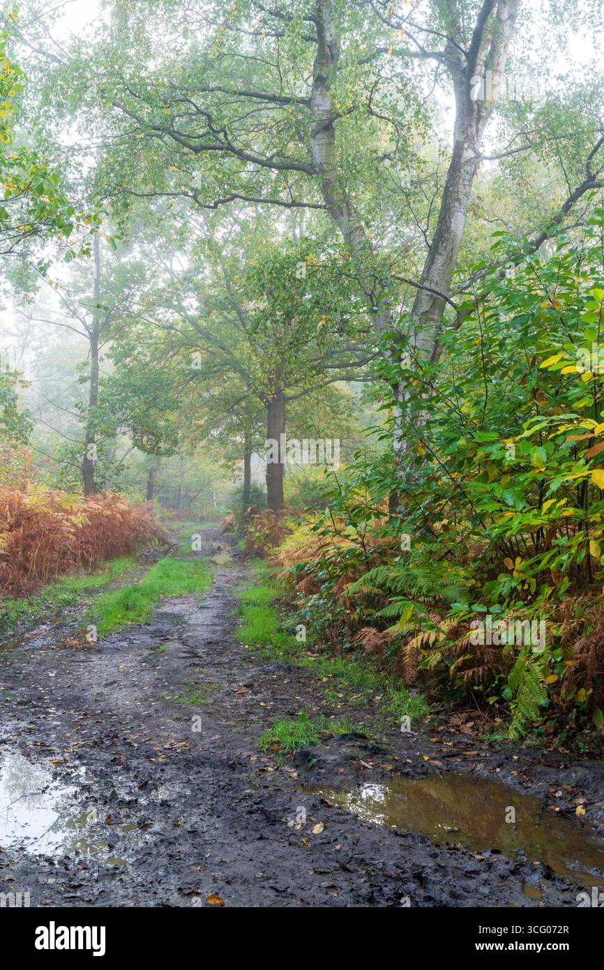 Piste boueuse traversant les bois anciens de East Blean Wood, avec un riche habitat d'arbres, de plantes et de faune par un matin humide et brumeux d'automne. Banque D'Images