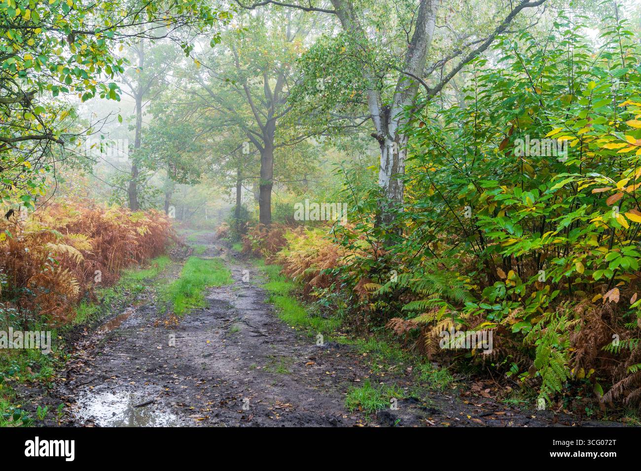 Piste boueuse traversant les bois anciens de East Blean Wood, avec un riche habitat d'arbres, de plantes et de faune par un matin humide et brumeux d'automne. Banque D'Images