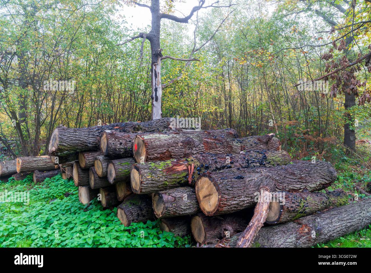 Bûches empilées dans la forêt au bois de Blean est un matin humide d'automne brumeux. L'ancienne forêt est un riche habitat pour les arbres, les plantes et les oiseaux. Banque D'Images
