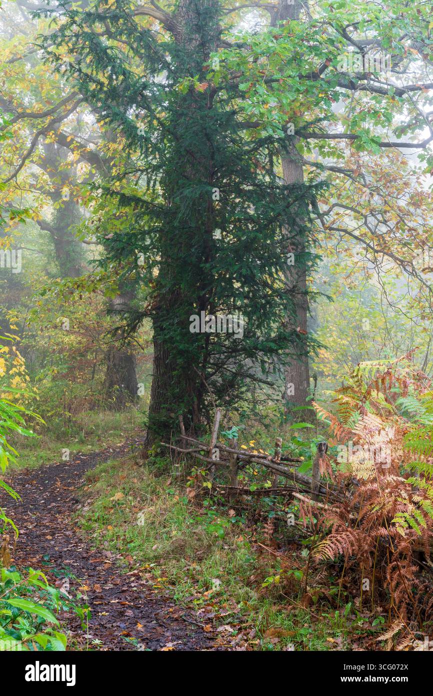 Sentier boueux traversant l'ancienne forêt et le long d'une clôture en bois rustique cultivée avec des sous-bois et des fougères lors d'un matin humide et brumeux d'automne. Banque D'Images