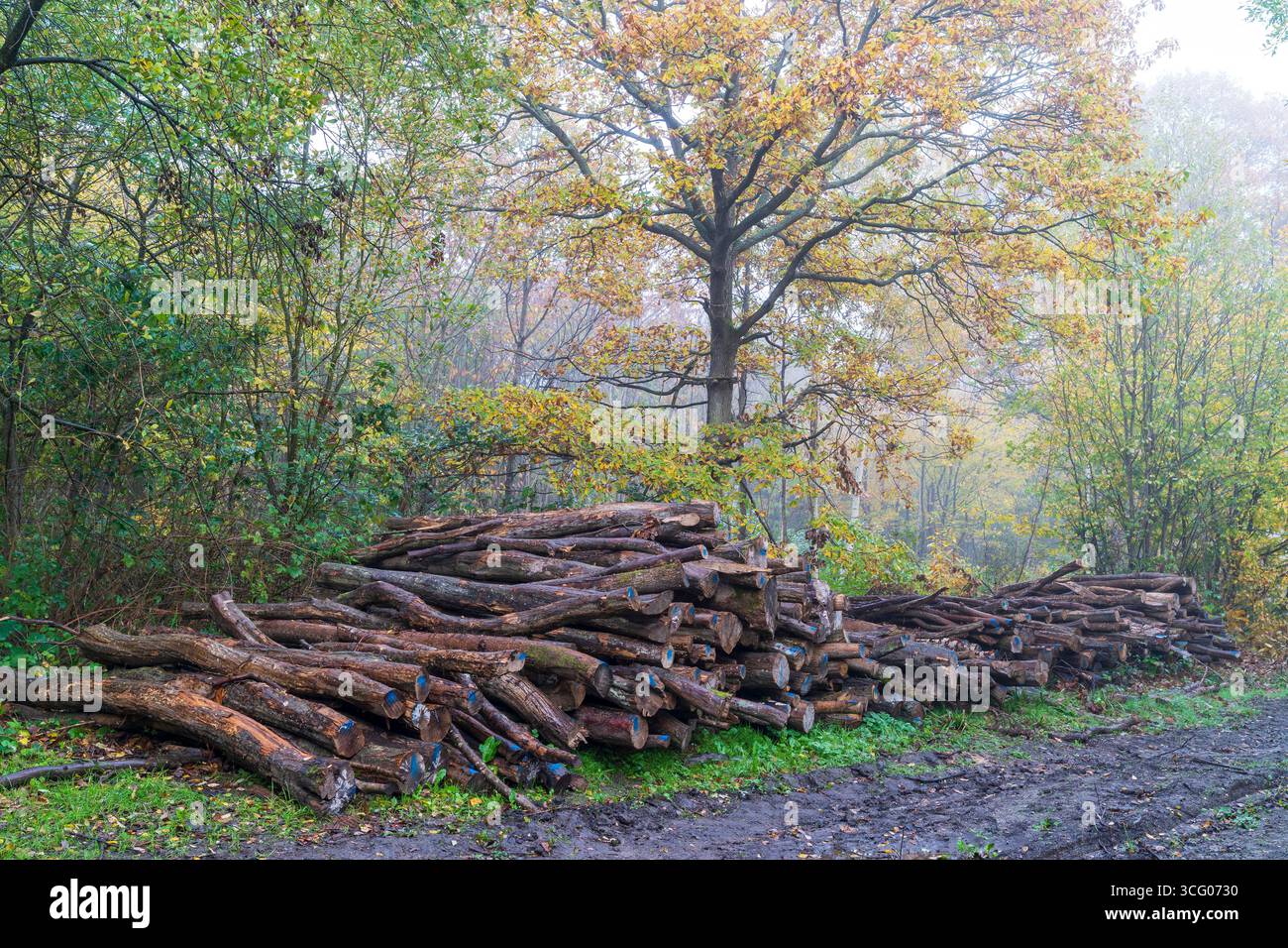 Piste boueuse passant devant des bûches empilées dans la forêt au bois d'East Blean par un matin humide et brumeux d'automne. Le bois est marqué prêt pour la collecte. Banque D'Images