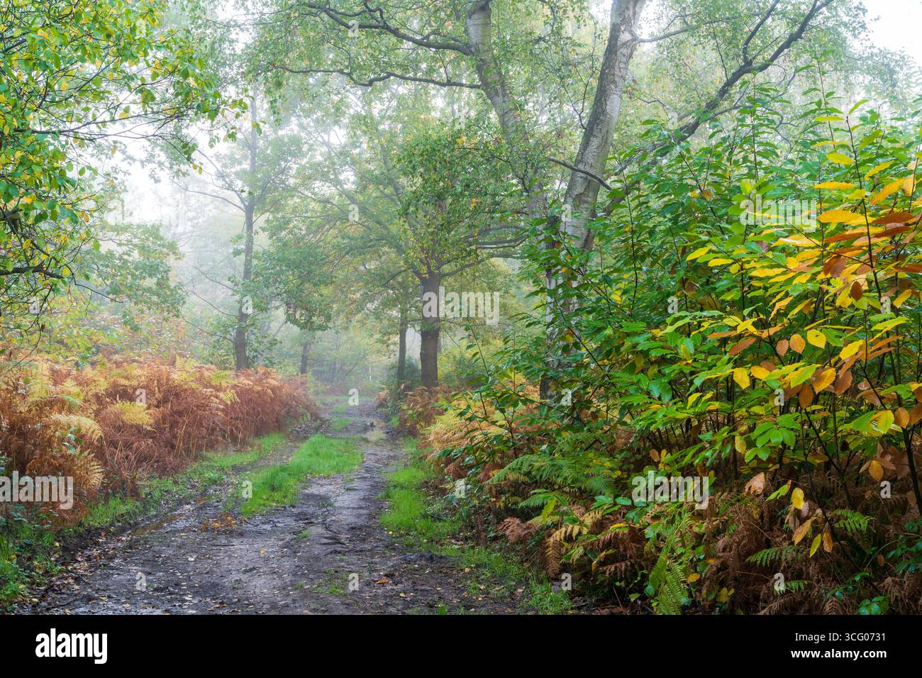 Piste boueuse traversant les bois anciens de East Blean Wood, avec un riche habitat d'arbres, de plantes et de faune par un matin humide et brumeux d'automne. Banque D'Images