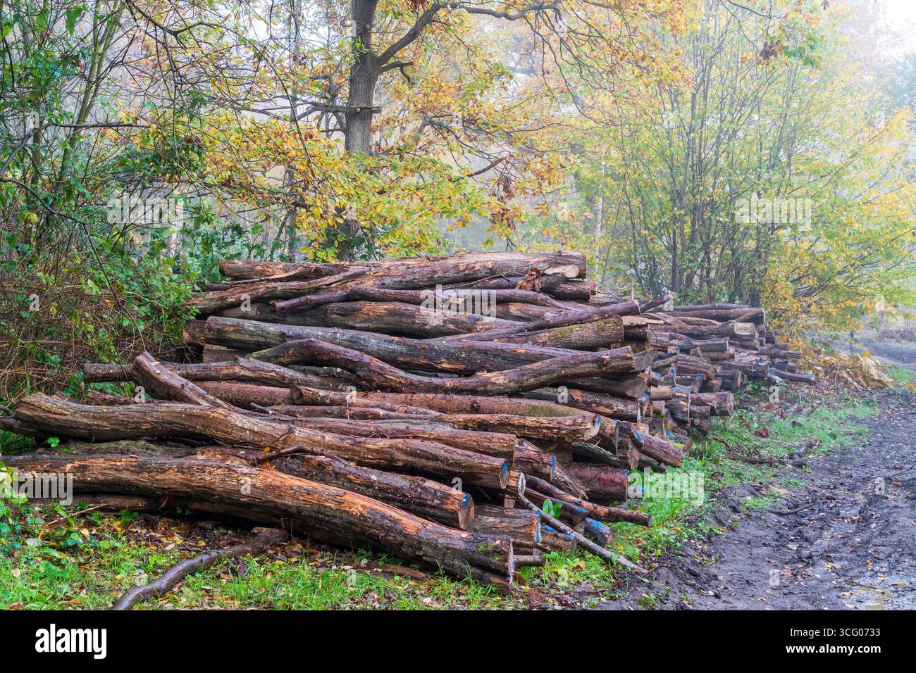 Piste boueuse passant devant des bûches empilées dans la forêt au bois d'East Blean par un matin humide et brumeux d'automne. Le bois est marqué prêt pour la collecte. Banque D'Images