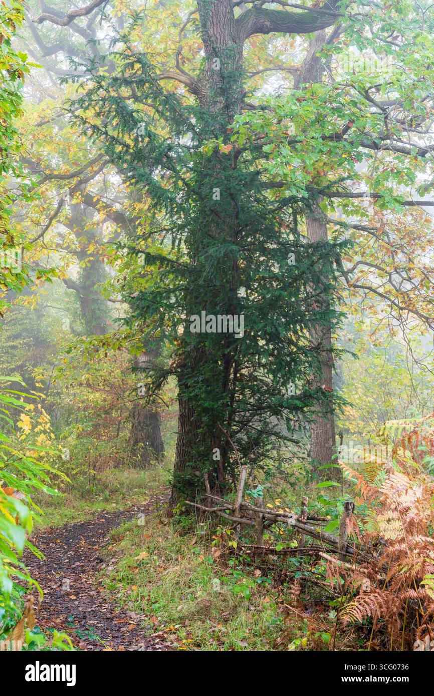 Sentier boueux traversant l'ancienne forêt et le long d'une clôture en bois rustique cultivée avec des sous-bois et des fougères lors d'un matin humide et brumeux d'automne. Banque D'Images