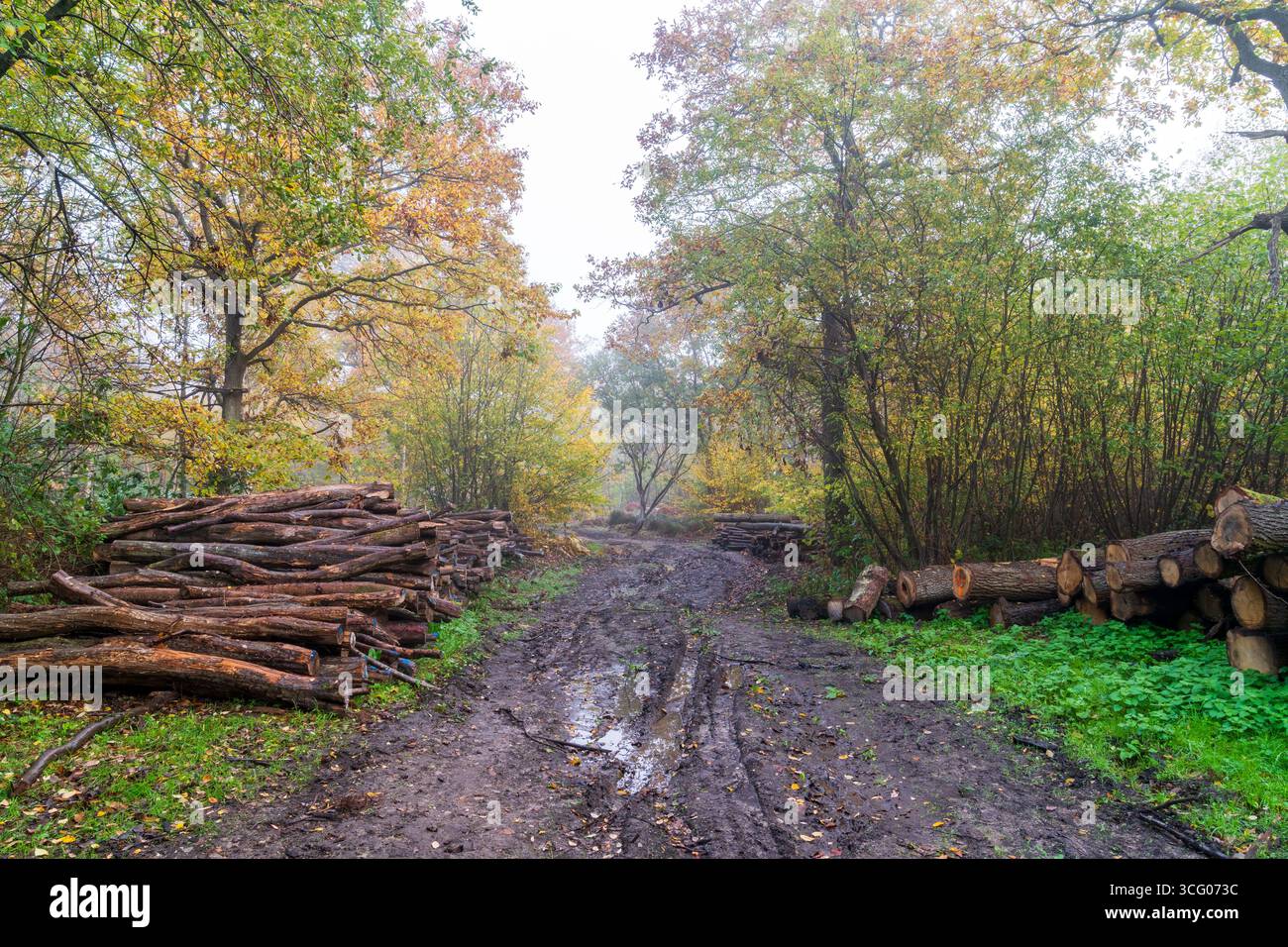 Piste boueuse passant devant des bûches empilées dans la forêt au bois d'East Blean par un matin humide et brumeux d'automne. Le bois est marqué prêt pour la collecte. Banque D'Images