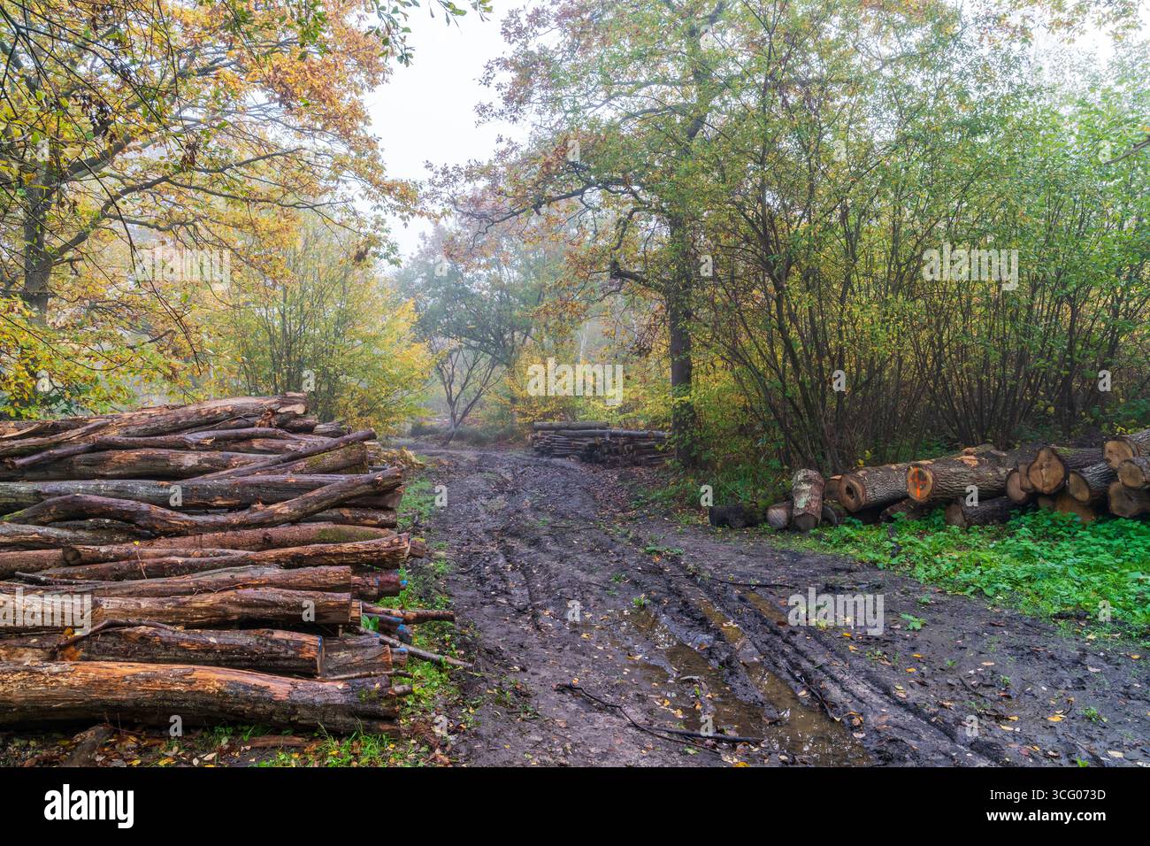 Piste boueuse passant devant des bûches empilées dans la forêt au bois d'East Blean par un matin humide et brumeux d'automne. Le bois est marqué prêt pour la collecte. Banque D'Images