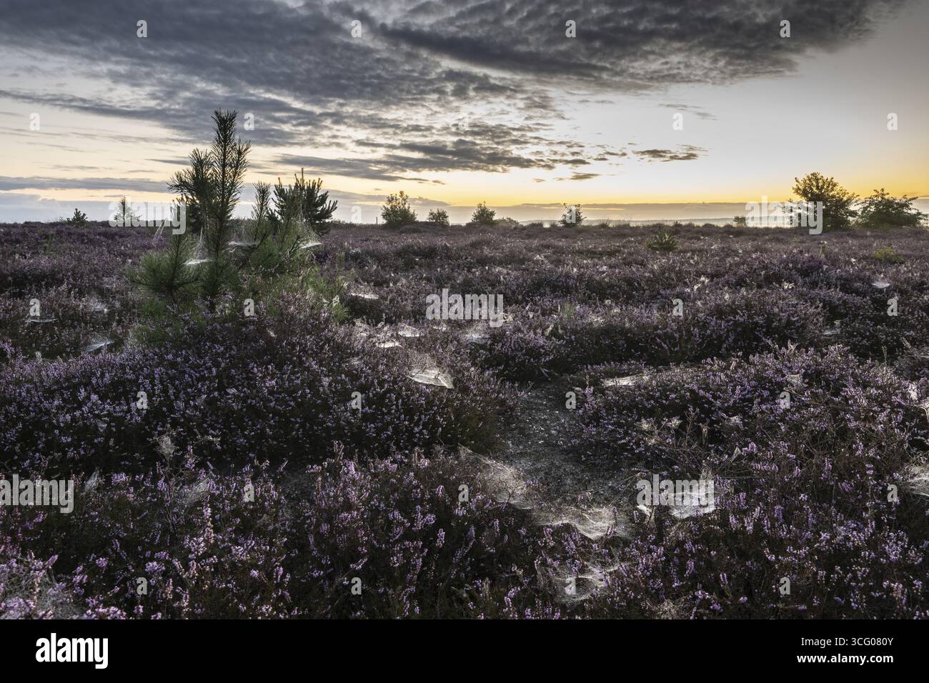 Paysage de bruyère au lever du soleil, Emsland, basse-Saxe, Allemagne Banque D'Images