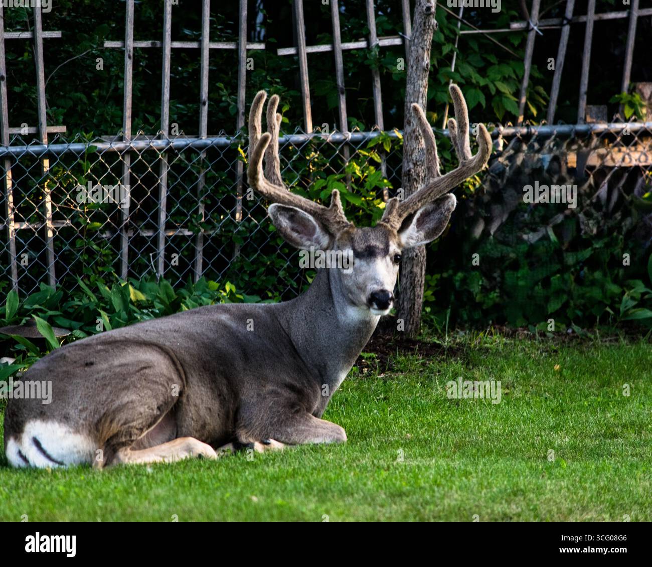 Cerf mulet sauvage urbain Banque D'Images