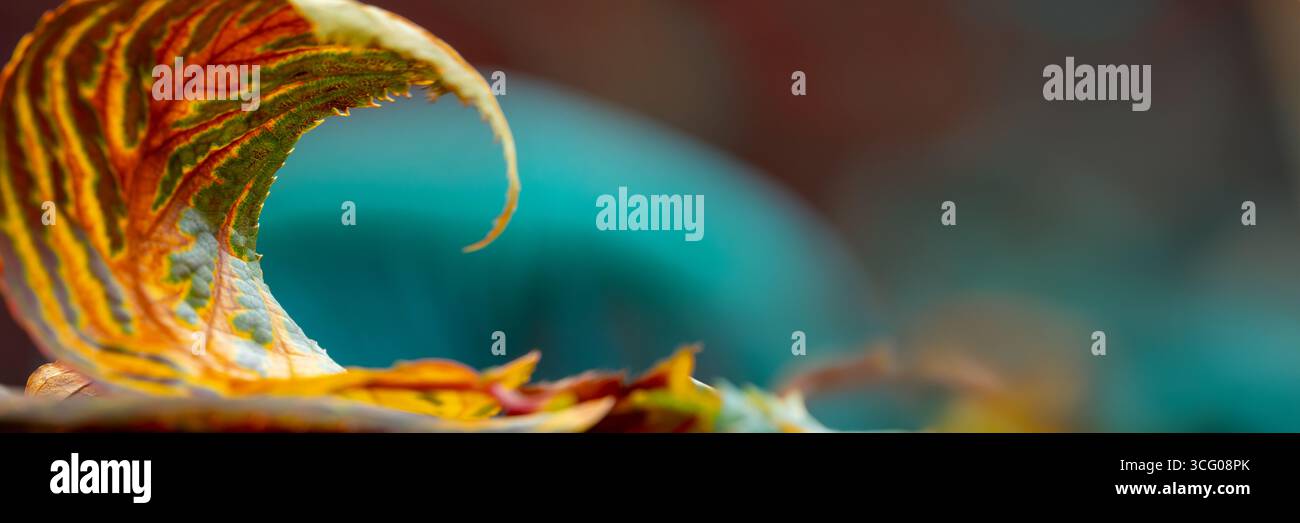 Gros plan d'une feuille roulée en automne, panorama coloré du feuillage d'automne, bannière web de couleurs automnales Banque D'Images