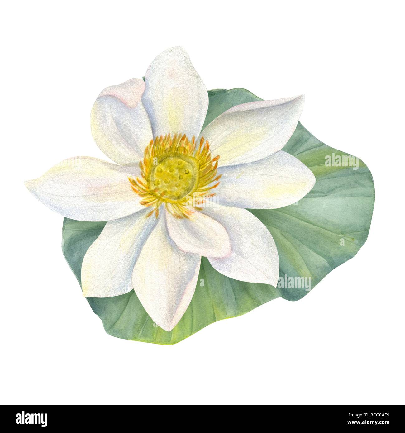 Fleur de Lotus blanche sur feuille verte. Nénuphar, lotus indien, illustration d'aquarelle de lotus sacré sur fond isolé. Composition florale dessinée à la main Banque D'Images