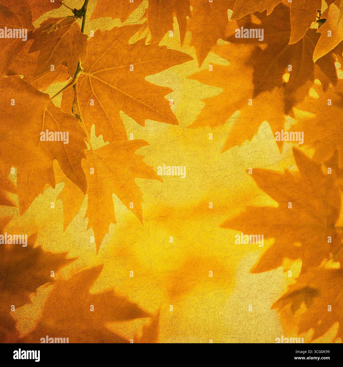 Feuilles d'automne sur fond vintage. Texture d'automne grunge parfaite. Banque D'Images
