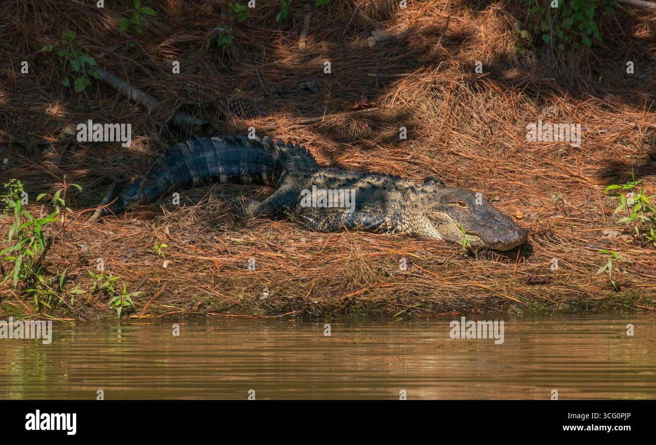 Alligator américain reposant près de l'eau Banque D'Images
