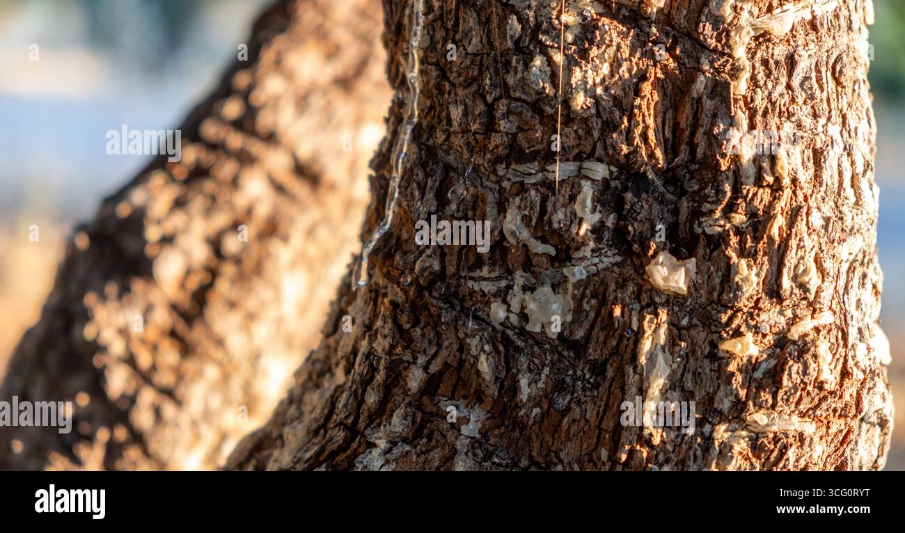 Déchirure de gomme de mastic sur la branche d'arbre de mastic en gros plan. Culture de lentiscus de Chios et récolte de gouttes de résine de mastiha Banque D'Images
