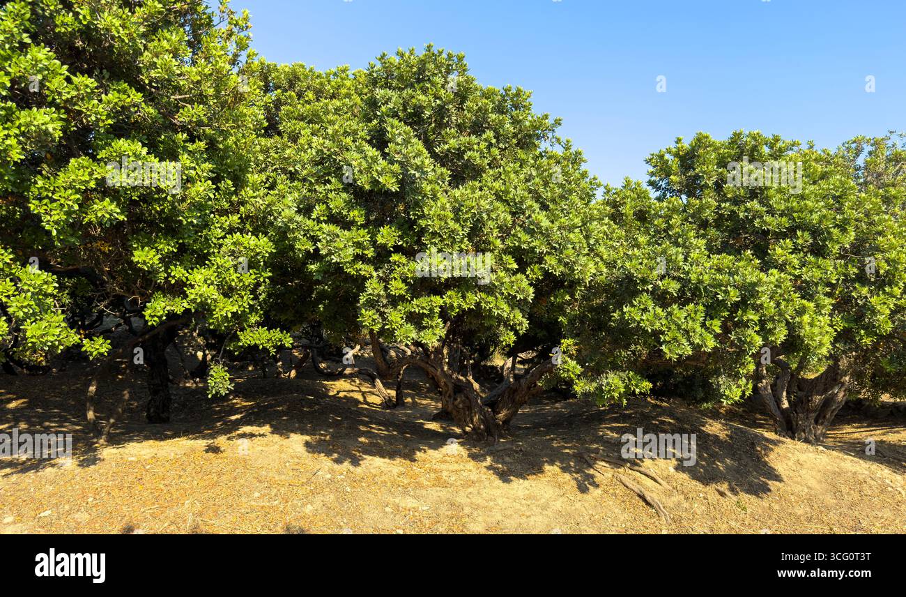 Arbre à gomme de mastic à l'île de Chios, Grèce. Pistachia lentiscus ou arbuste lentisk cultivé pour résine aromatique, larmes de mastiha Banque D'Images
