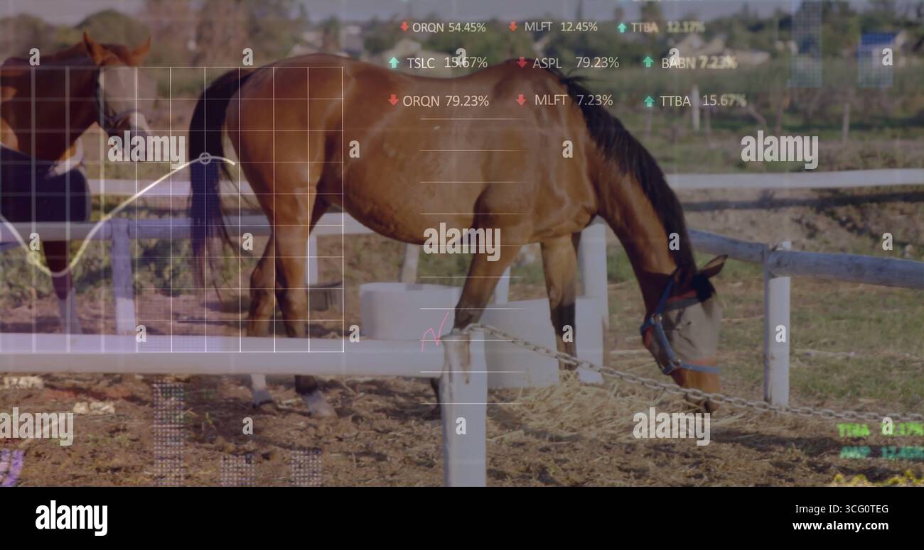 Cheval de baie de flexion mangeant du foin dans le paddock rural, avec clôture blanche, museau de pâturage et superpositions de données Banque D'Images