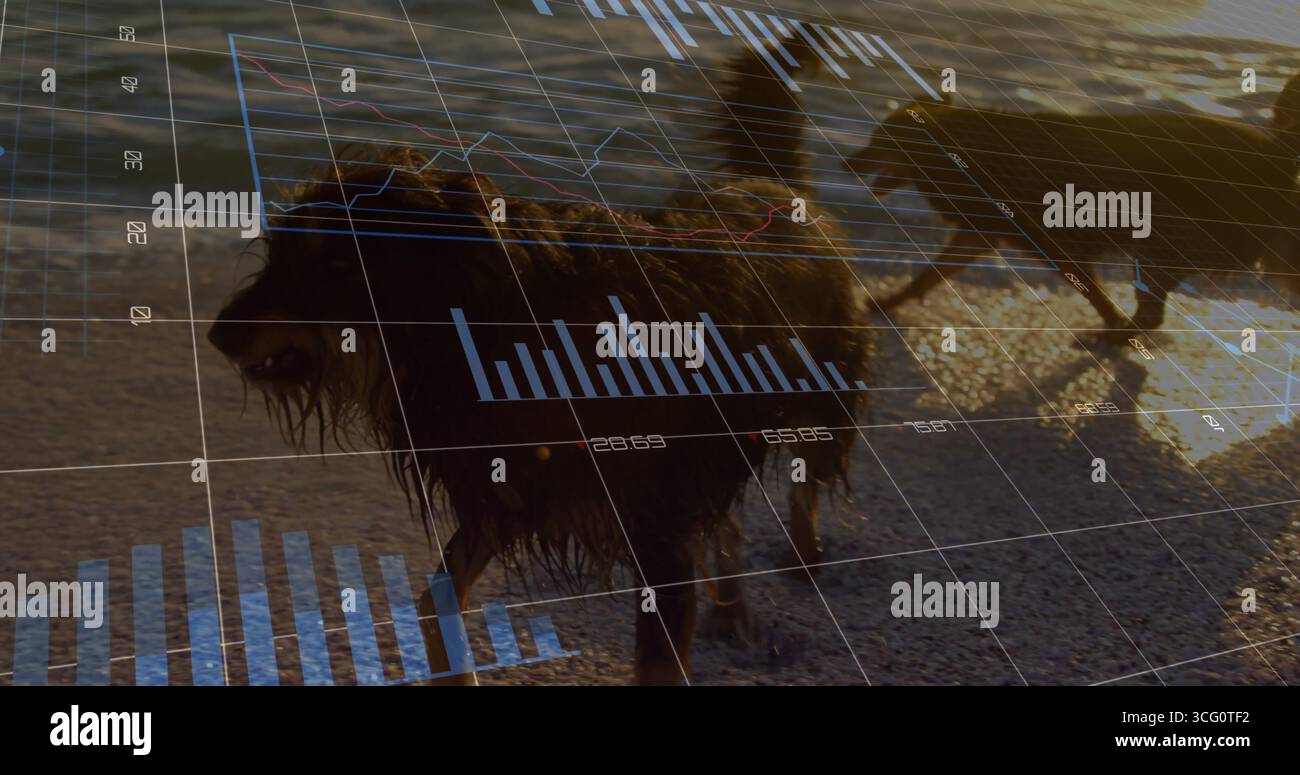 Chien en cours d'exécution sur la plage du coucher du soleil avec des superpositions de grille, de barres et de graphiques linéaires et un deuxième chien Banque D'Images