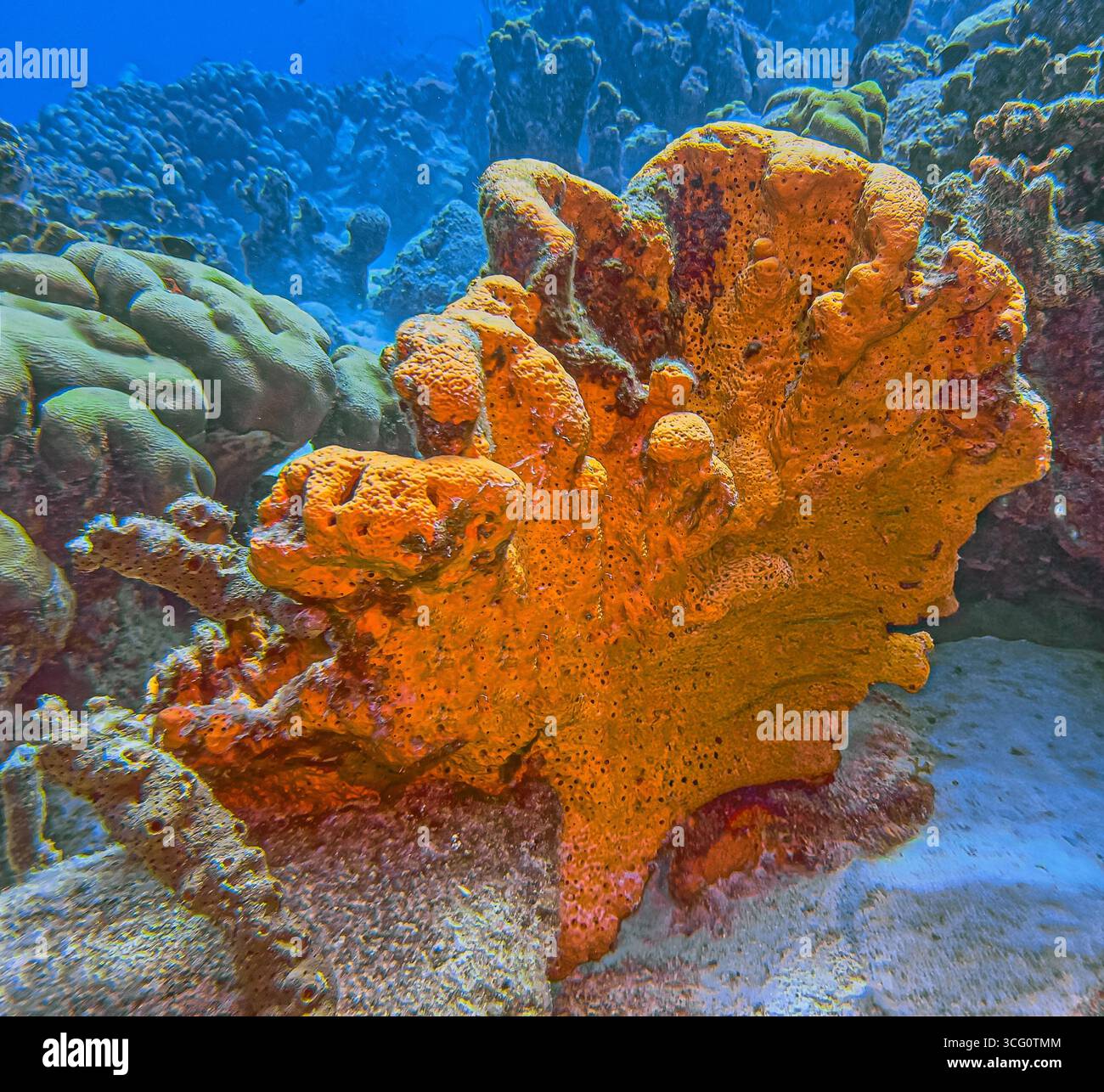 Agelas clathrodes, également connu sous le nom d'éponge orange d'oreille d'éléphant, est une espèce d'éponge de mer. Il vit sur les récifs dans les Caraïbes, Banque D'Images