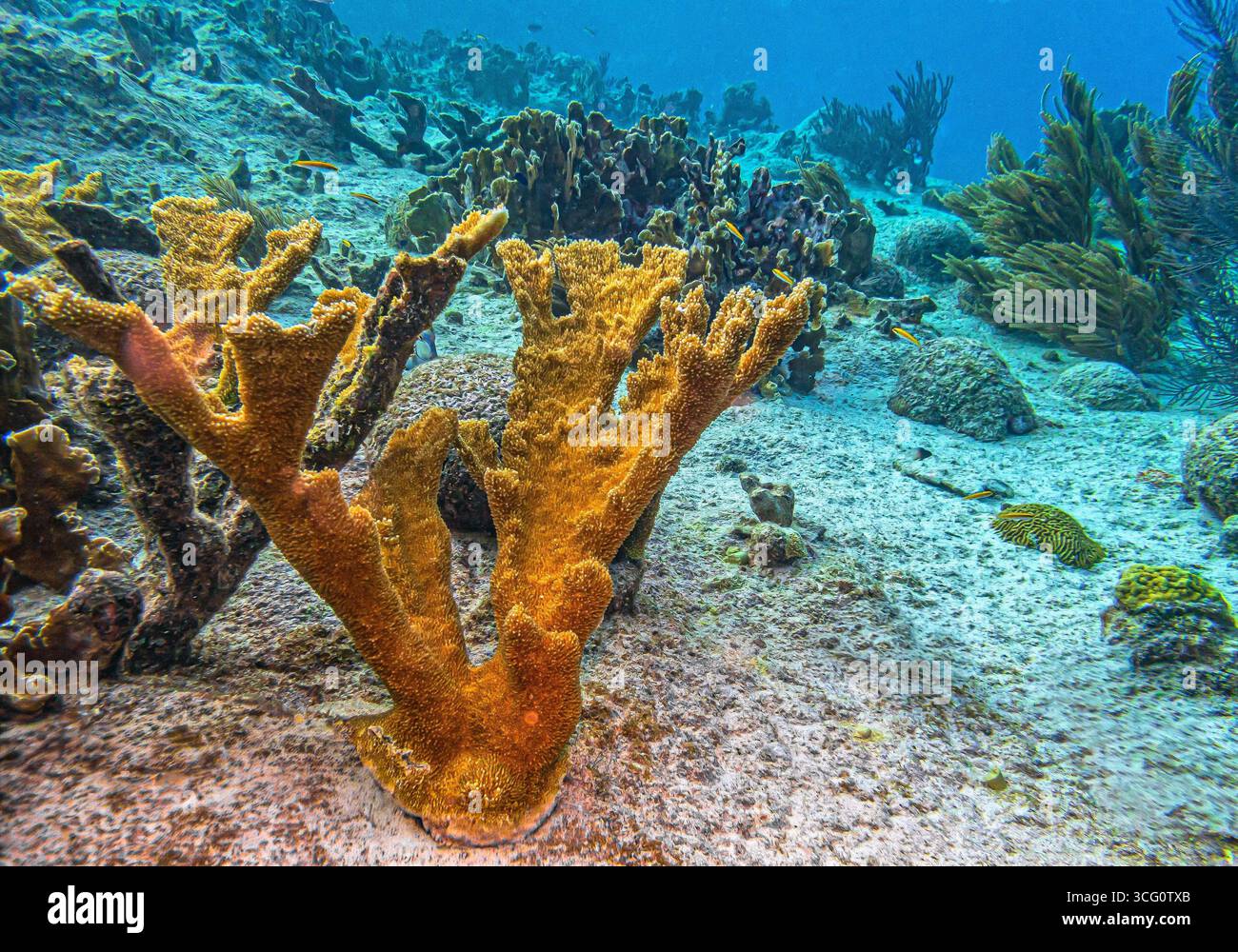 Le corail Elkhorn, Acropora palmata, est un important corail de construction de récifs dans les Caraïbes. Banque D'Images